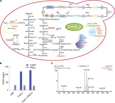 Reengineering of 7-dehydrocholesterol biosynthesis in Saccharomyces cerevisiae using combined pathway and organelle strategies